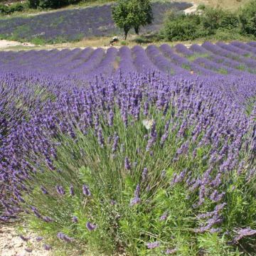 Echter Lavendel - Lavandula officinalis