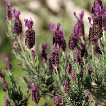 Lavandula stoechas Bandera Deep Purple - Schopf-Lavendel