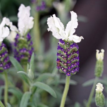 Lavandula stoechas Bandera White - Schopf-Lavendel