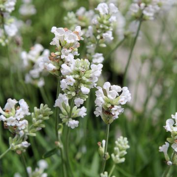 Lavandula angustifolia Alba - Echter Lavendel