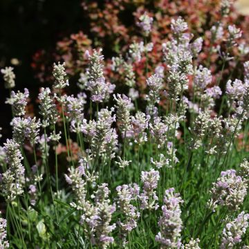 Lavandula angustifolia Loddon Pink - Echter Lavendel