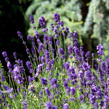 Lavandula angustifolia Montagnac Purple - Echter Lavendel