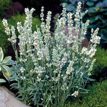 Lavandula angustifolia Montagnac White - Echter Lavendel