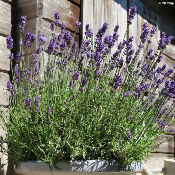 Lavandula angustifolia Blue Jeans - Echter Lavendel