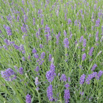 Lavandula angustifolia Essence Purple - Echter Lavendel