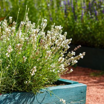 Lavandula angustifolia Hidcote White - Echter Lavendel