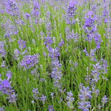 Lavandula angustifolia Middachten - Echter Lavendel