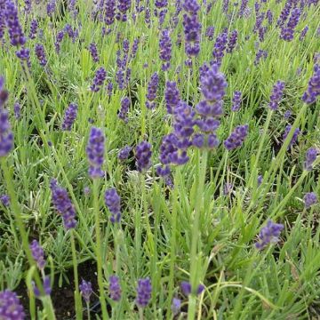 Lavandula angustifolia Twickel Purple - Echter Lavendel