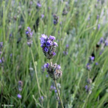 Breitblättriger Lavendel - Lavandula latifolia