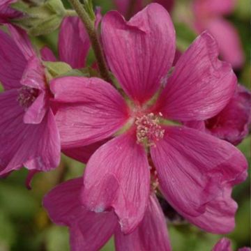 Lavatera Chamallow - Lavatère, mauve en arbre