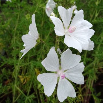 Buschmalve White Angel - Lavatera