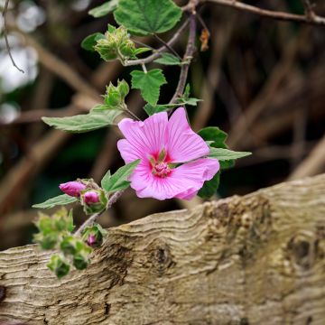 Buschmalve Candy Floss - Lavatera