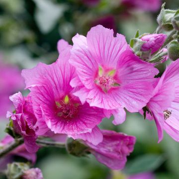 Lavatera olbia Rosea - Strauchpappel