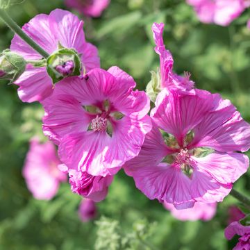 Lavatera thuringiaca Bredon Springs - Strauchpappel