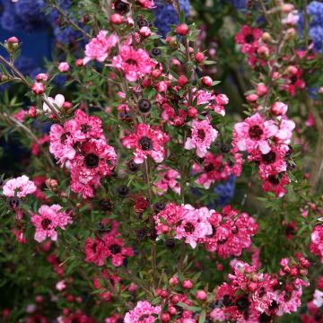 Leptospermum Coral candy - Arbre à thé