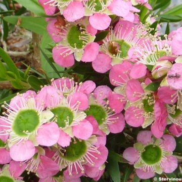 Leptospermum Karo Pearl Star - Steinsame