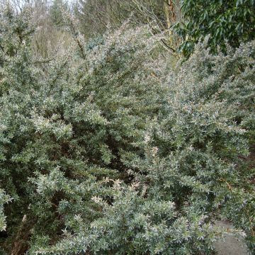 Leptospermum lanigerum Silver Sheen - Steinsame