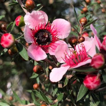 Leptospermum scoparium Martini - Steinsame