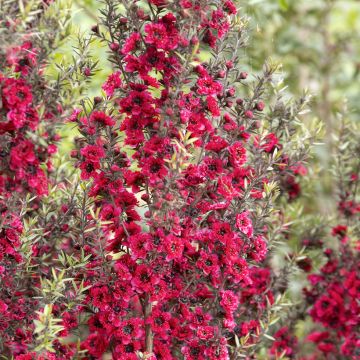 Leptospermum scoparium Red damask - Steinsame