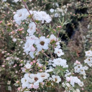 Leptospermum scoparium Snow Flurry - Steinsame