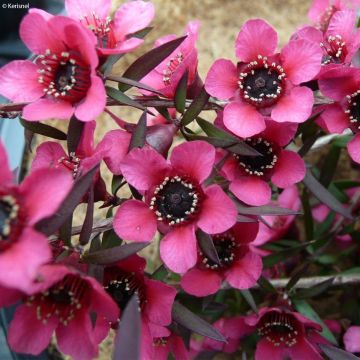 Leptospermum scoparium Red Falls - Steinsame