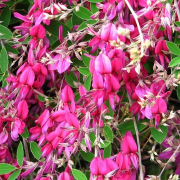 Lespedeza bicolor Summer Beauty - Buschklee