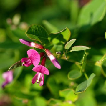 Lespedeza bicolor Yakushima - Buschklee