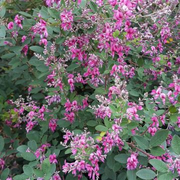 Lespedeza liukiuensis Little Volcano - Buschklee