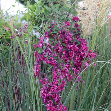 Lespedeza thunbergii Gibraltar - Trèfle en arbre