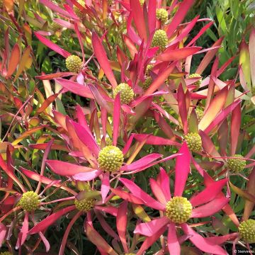 Leucadendron salignum Cheeky