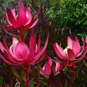 Leucadendron salignum Fireglow