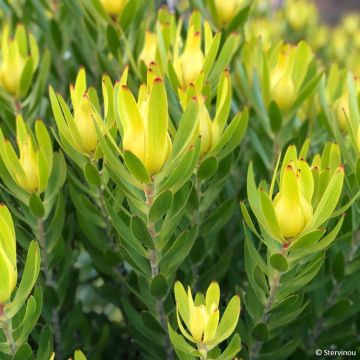 Leucadendron Safari Goldstrike