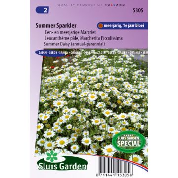 Leucanthemum pallens Summer Sparkler (Samen) - Margerite