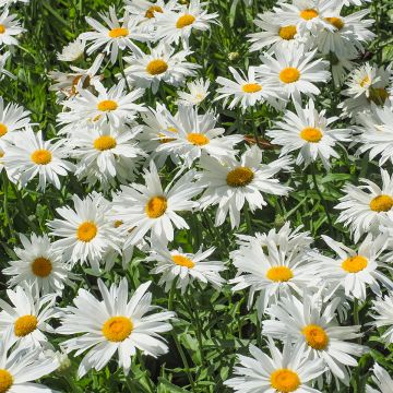 Leucanthemella serotina - Herbstmargerite