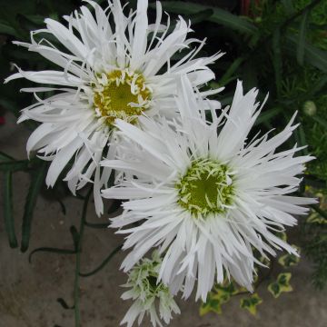 Großblumige Garten-Margerite Aglaia - Leucanthemum