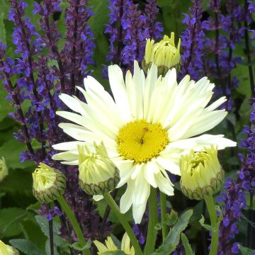 Großblumige Margerite Banana Cream - Leucanthemum