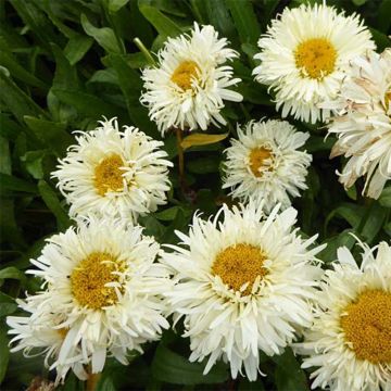 Großblumige Margerite Kings Crown - Leucanthemum