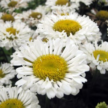 Großblumige Margerite Real Neat - Leucanthemum