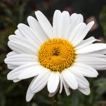 Großblumige Margerite Becky - Leucanthemum