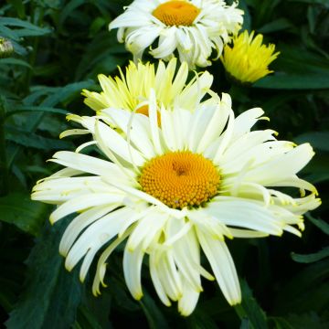 Großblumige Margerite Broadway lights - Leucanthemum