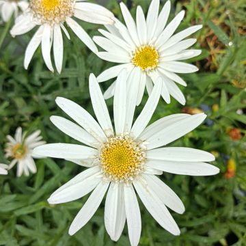 Großblumige Margerite Christine Hagemann - Leucanthemum