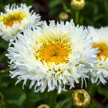 Leucanthemum superbum Engelina - Grande Marguerite