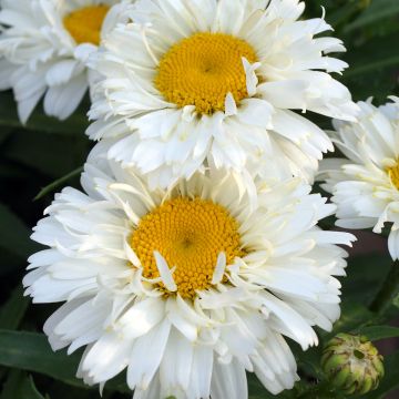 Großblumige Margerite Freak - Leucanthemum