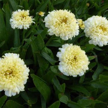 Großblumige Margerite Luna - Leucanthemum