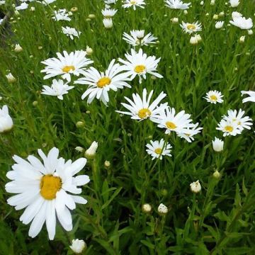 Leucanthemum Polaris - Marguerite d'été