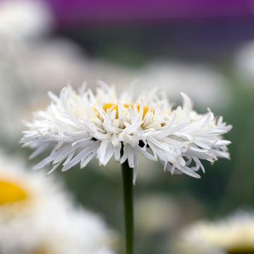 Großblumige Margerite Real Galaxy - Leucanthemum