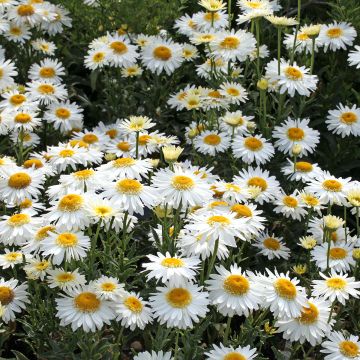 Leucanthemum superbum Real Glory - Grande Marguerite