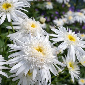 Großblumige Margerite Wirral Supreme - Leucanthemum