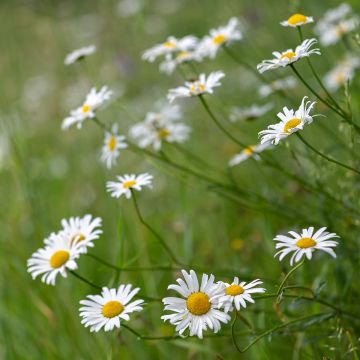 Magerwiesen-Margerite - Leucanthemum vulgare