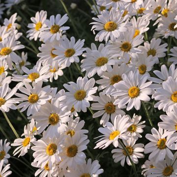 Großblumige Margerite Brightside - Leucanthemum